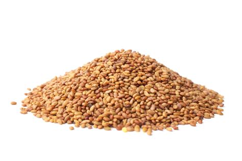 SATVIKK ALFALFA SEEDS 200G SPL - Satvikk