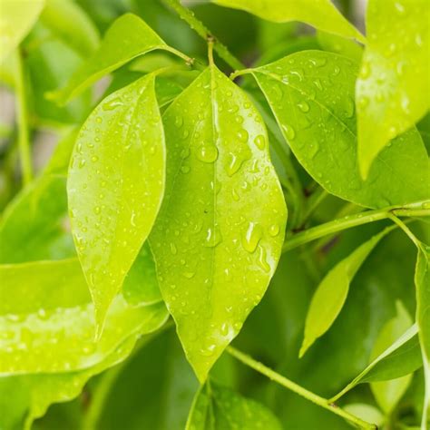 Cinnamomum camphora - Camphor Tree | Western Star Nurseries