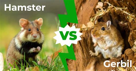 Hamster vs Gerbil: 4 Key Differences Explained - A-Z Animals