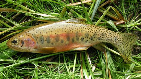 Fish Ecology - Yellowstone National Park (U.S. National Park Service)