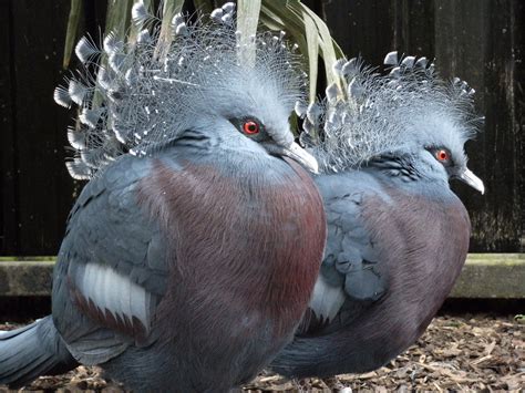 Fancy Pigeons | A rare, large species of pigeon (about the s… | Flickr