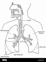 Respiratory System Coloring Page sketch template