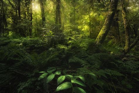 Our temperate rainforests are amazing. After hiking in the rain and fog, the weather cleared and ...