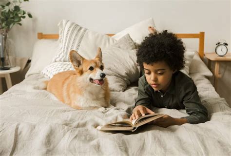 Corgi temperament guide: What you need to know