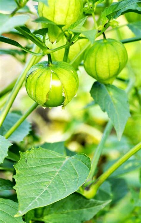 How to Grow and Harvest Tomatillos | Gardener’s Path