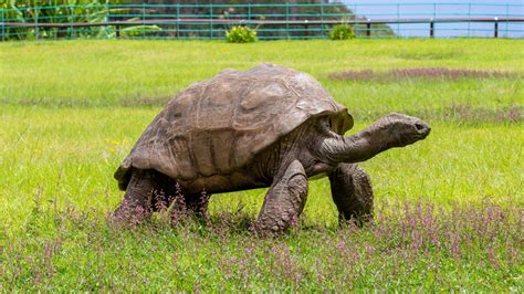 Meet 190-year-old Jonathan, the world’s oldest-ever tortoise | CNN