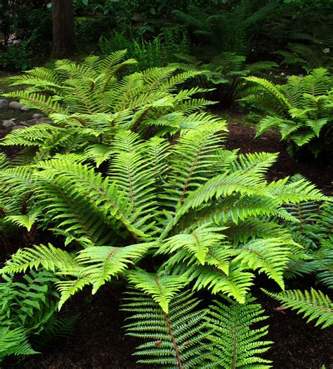 Lush #ferns in the woodland #garden at the #BellevueBotanicalGarden #Photography #Shade # ...