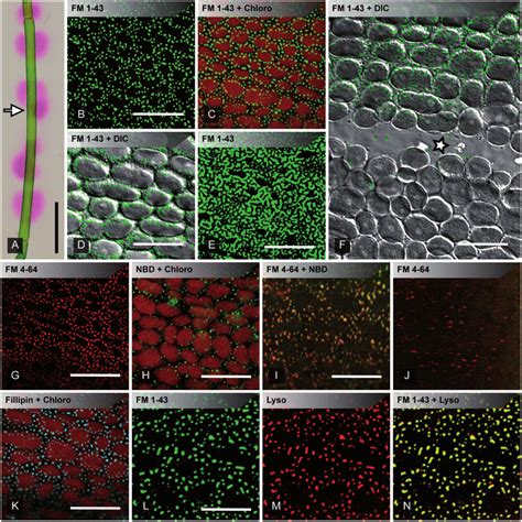 pH banding and accumulation of lipophilic dyes in plasma membrane... | Download Scientific Diagram