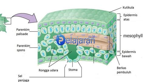 Pengertian Jaringan Tumbuhan : Struktur, Ciri, Fungsi dan Contoh ...