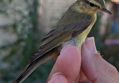 Willow warbler | Alderney Bird Observatory