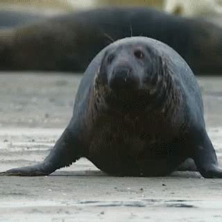 Seal Wadfilm GIF - Seal Wadfilm Wad - Discover & Share GIFs