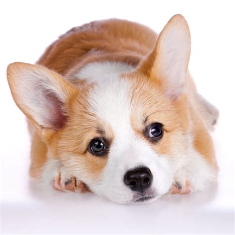 Corgi Puppies for Sale: Pembroke, Cardigan, Fluffy - CT Breeder