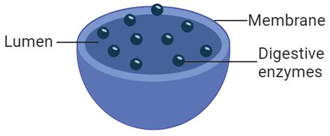 Lysosome Function | Structure, Diagram and Storage Diseases