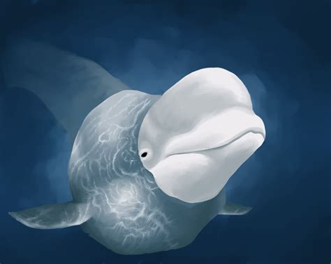 Beluga by BbarbyY on DeviantArt