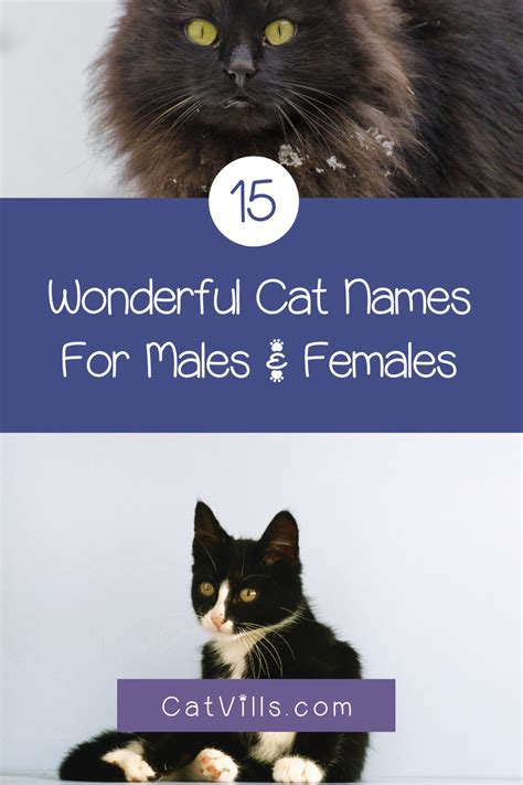 Baby Cat Names For Both Genders