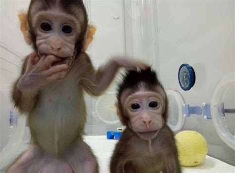 Chinese Scientists Created Zhong Zhong & Hua Hua, Two Genetically Identical Cloned Female ...