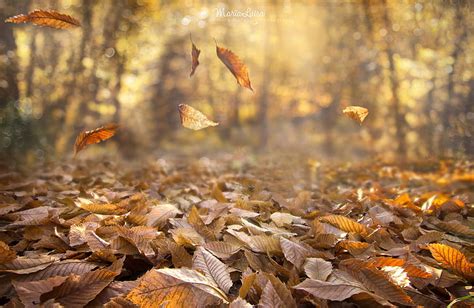 HD wallpaper: dried leaves, fall, nature, depth of field, wind, forest ...