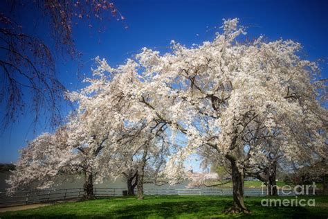 Cherry Blossoms on the Potomac Photograph by Susan Isakson - Fine Art America