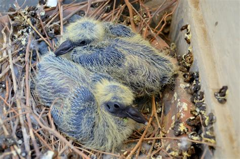 Free stock photo of baby, pigeon, Pigeon Babies