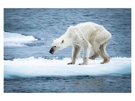 Polar bears near extinction – actually better than for 100 years