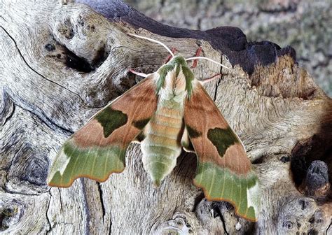 What In The World Is Moth Dust? Amaze-wing Moth Facts Explained! | Kidadl