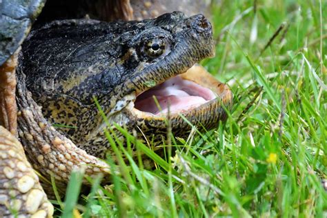 Can a Snapping Turtle Bite a Finger Off? The Facts and Tips You Need to Know - Reptiles Hub