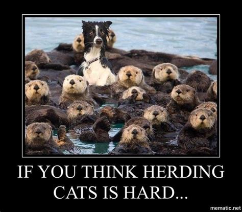 Pin by Katherine Bonsol on memes | Herding cats, Herding, Cats