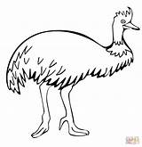 Walking Emu coloring Page  Free Printable Coloring Pages sketch template