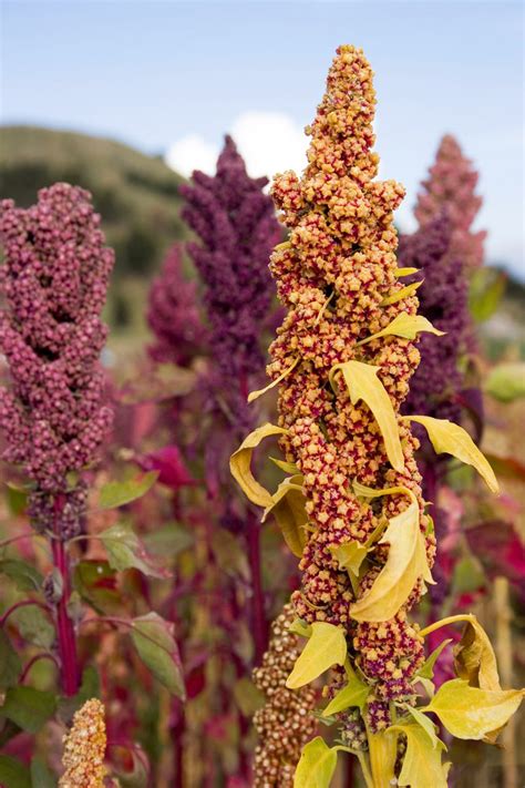 Quiet Corner:Quinoa Growing Guide - Quiet Corner