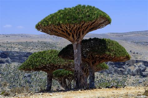 Socotra Dragon blood tree | Dracaena cinnabari, the Socotra … | Flickr