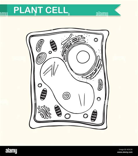 Diagram showing plant cell in black and white illustration Stock Vector ...