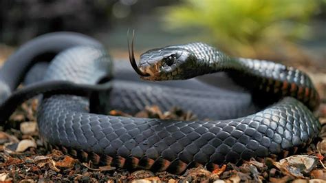 Black Mamba Snake Wallpaper - WallpaperSafari