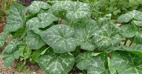 Pumpkin leaf: The health benefits of this plant are unbelievable | Pulse Nigeria