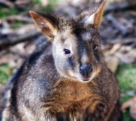 Red-bellied Pademelon - Moonlit Sanctuary