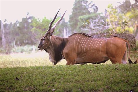 6 Amazing Facts About the Massive Eland Antelope - Owlcation