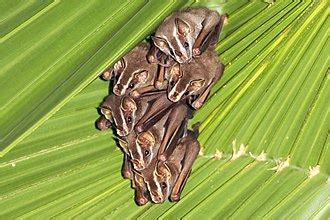 Uroderma - Wikipedia