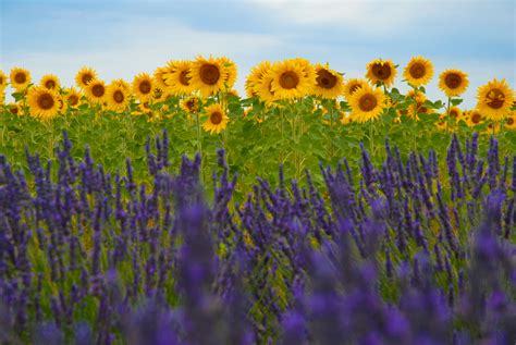 Lavender and Sunflower Fields - a photo on Flickriver