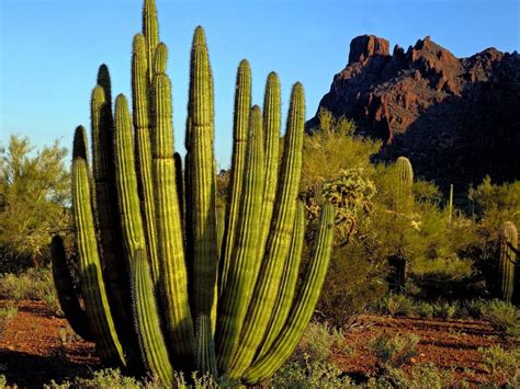 Cactus Fond d'écran and Arrière-Plan | 1600x1200 | ID:885887 - Wallpaper Abyss