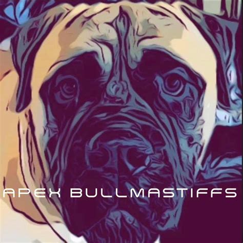 Apex Bullmastiffs | Three Rivers TX