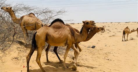 Camels in a Desert · Free Stock Photo