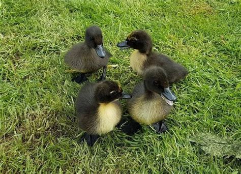 Cayuga ducklings For Sale in West Sleekburn, Nrthumberland | Preloved