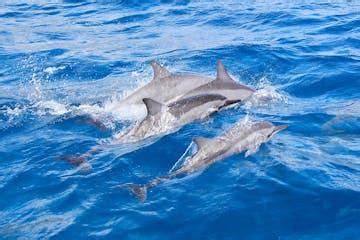 Dolphin Speedboat Adventure Tour in Waikiki, Honolulu, Oahu, Hawaii