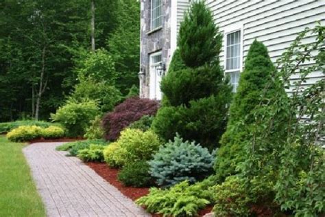 best narrow trees for foundation plantings - Yahoo Search Results | Evergreen landscape front ...