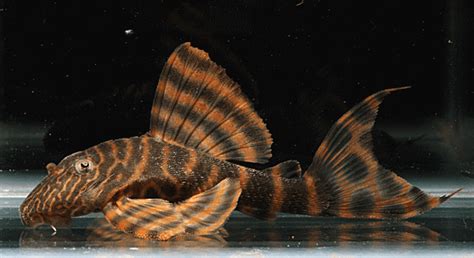 Alenquer Tiger Pleco L397 T.R. SMALL - Bluegrassaquatics.com