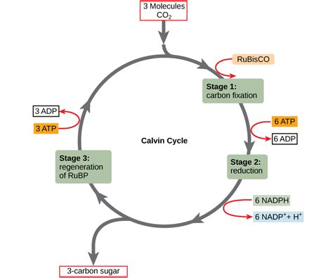 5.3: The Calvin Cycle – Concepts of Biology – 1st Canadian Edition