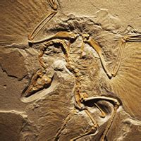 Archaeopteryx: Evolution's "missing link" or just a fossil for the birds?