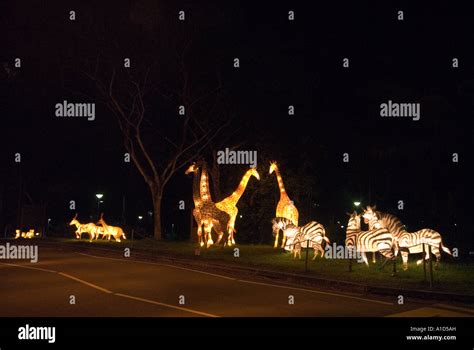 SINGAPORE NIGHT SAFARI ZOO Illuminated animals at entrance Tiger Lion Rhinoceros zebra giraffe ...