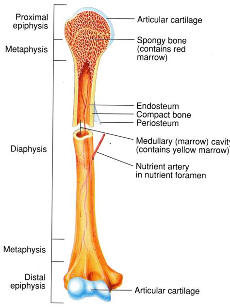 IB DP Language A Language and Literature -sample text analysis – bone diagram - DP Language A ...