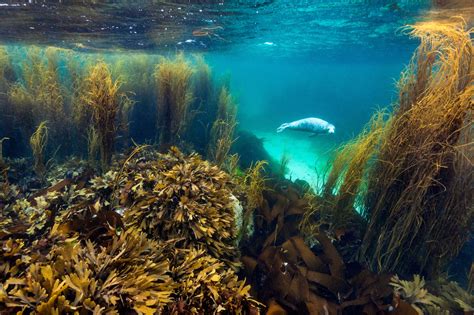 British Wildlife Photography Awards 2019 winners – in pictures Seal in Seaweed Garden, Isle of ...