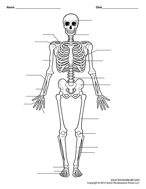 Printable Human Skeleton Worksheet for Students and Teachers – Tim's Printables | Human skeleton ...